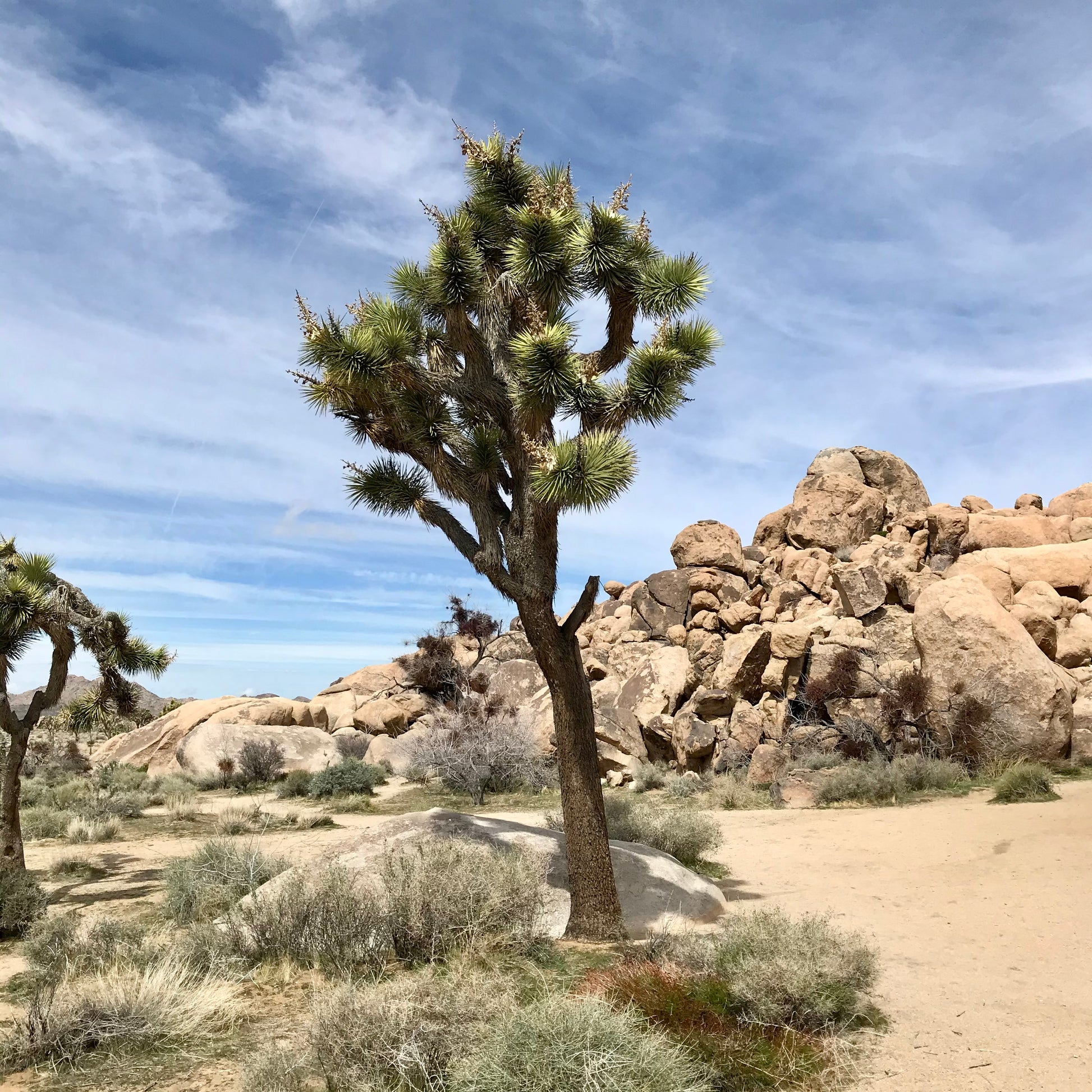 Joshua Tree Triptych
