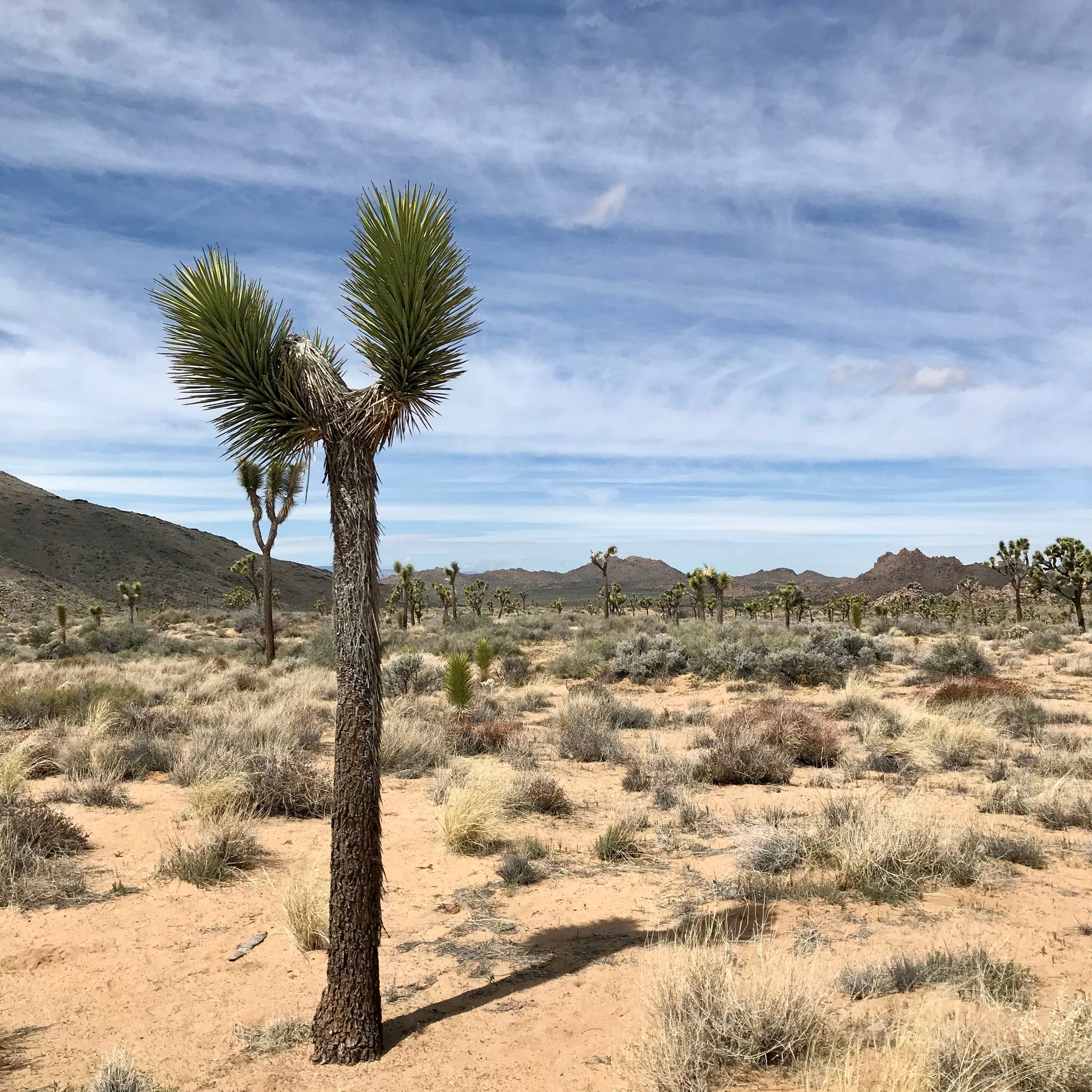 Joshua Tree Triptych