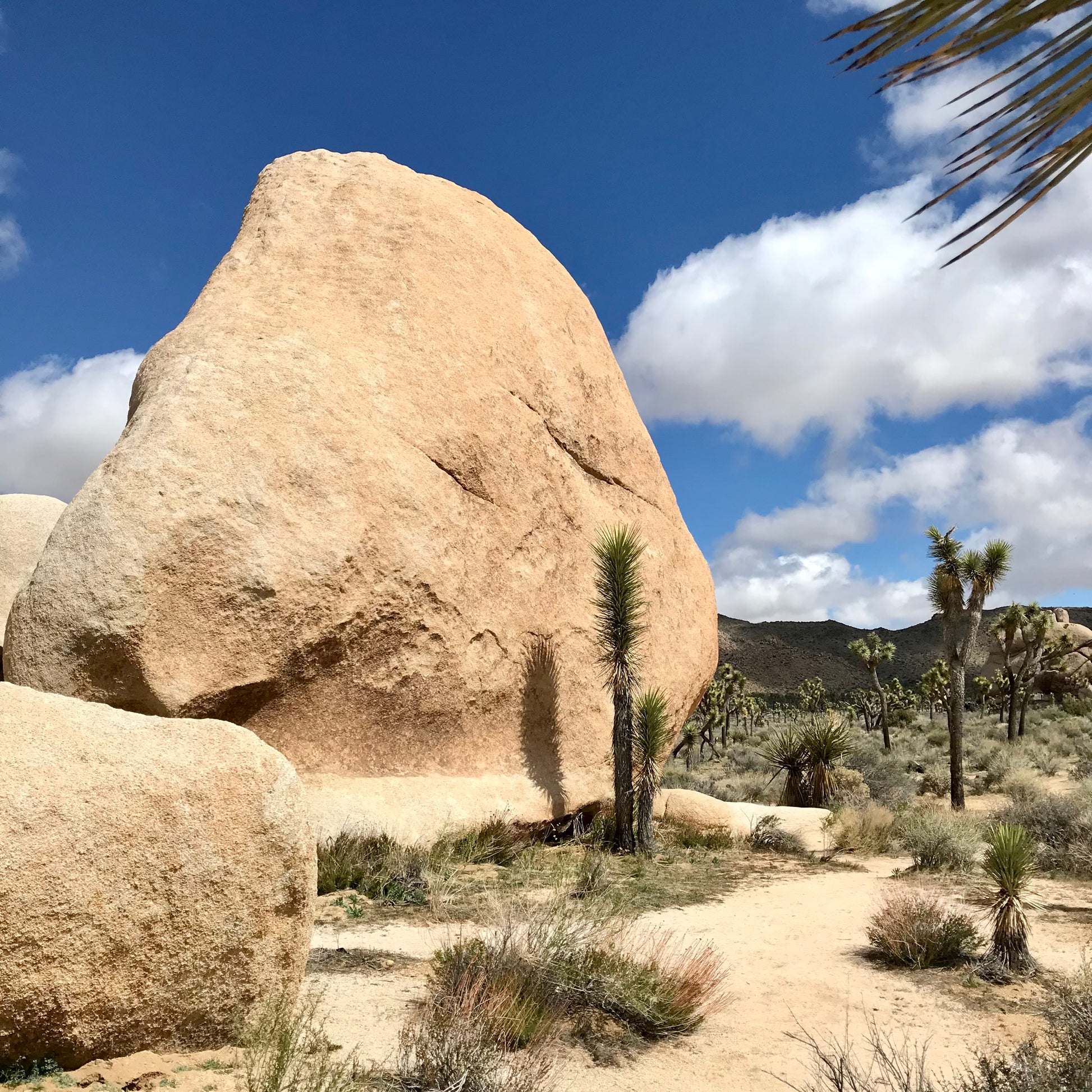 Joshua Tree Triptych